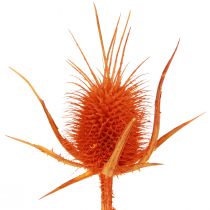 Prodotto Cardi selvatici Decorazione essiccata di cardo cardo arancione 1kg