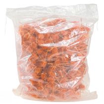 Prodotto Cardi selvatici Decorazione essiccata di cardo cardo arancione 1kg