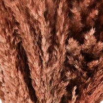 Prodotto Wilde Reed Plume Reed Dry Decorazione Albicocca 75 cm 10 pz