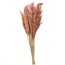 Prodotto Decorazione in canna secca color albicocca, 75 cm, 10 pezzi, stile boho, erba della pampa.