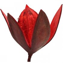 Prodotto Giglio selvatico rosso decorazione naturale fiori secchi 6-8 cm 50 pz
