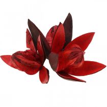 Prodotto Giglio selvatico rosso decorazione naturale fiori secchi 6-8 cm 50 pz