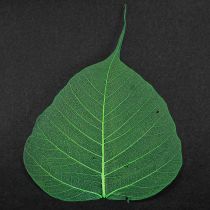 Prodotto Foglie di salice scheletrizzate verdi naturali decorative 200 pezzi