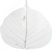 Prodotto Foglie scheletrate sbiancate Foglie di salice scheletrizzate 8-10cm 300 pz