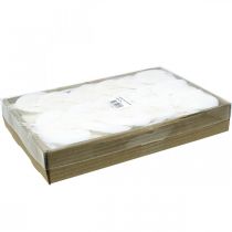 Prodotto Foglie scheletrate sbiancate Foglie di salice scheletrizzate 8-10cm 300 pz