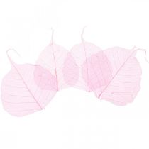 Prodotto Foglie scheletriche Foglie di salice scheletrate rosa 5-9 cm 200 pz