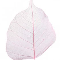 Prodotto Foglie scheletriche Foglie di salice scheletrate rosa 5-9 cm 200 pz