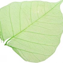 Foglie di salice scheletrate, decorazione primaverile, foglie decorative verdi 200p