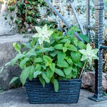 Mulino a Vento Mini Verde-Bianco Ø9cm 12p