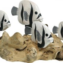 Espositore decorativo in radica di pesce in piedi Decorazione marittima 38cm