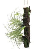 Radice con Tillandsien da appendere 26 cm