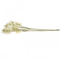Prodotto Xanthium fiore artificiale crema decorazione autunnale 6 fiori 80 cm 3 pezzi