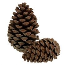 Prodotto Coni Pinus Maritima 10cm - 15cm naturali 3pz