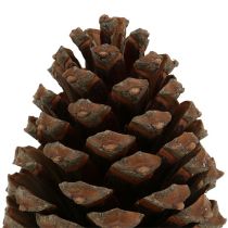 Prodotto Pigne di Pinus Maritima 10cm - 15cm naturali 3 pezzi