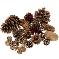 Prodotto Pigne miste, naturali, per lavori creativi e decorazioni dell'Avvento, da 2 a 10 pezzi, 400 g