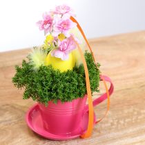 Prodotto Tazza da piantare con piattino per giardini creativi, 11 cm, 6 pezzi