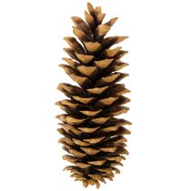 Prodotto Pigne di zucchero naturali 20-25 cm