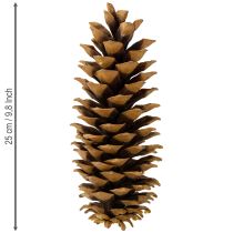 Prodotto Pigne di zucchero naturali 20-25 cm