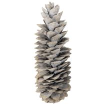 Prodotto Pigne di zucchero imbiancate 20cm - 30cm