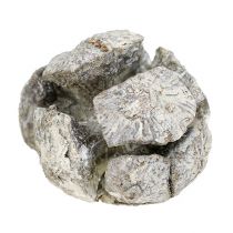 Coni di cipresso 3 cm lavati di bianco 500 g