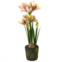 Prodotto Amaryllis artificiale in una palla di muschio con fiori a motivi rosa-gialli - 45 cm - Decorazione esotica ed elegante