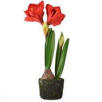 Prodotto Amaryllis in palline di muschio artificiale - fiori rosso vivo, 49 cm - decorazione della stanza elegante e naturale