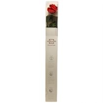 Prodotto Rosa infinita con foglie stabilizzate Amorosa Rossa L54cm