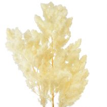 Prodotto Asparagi decorazione secca erba ornamentale secca bianca 80g