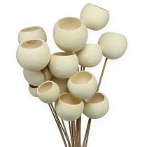 Bell Cup Mix sbiancato su stick 15pz