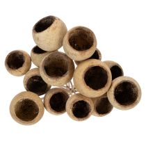 Prodotto Mix di funghi a campana su stelo, varietà esotiche naturali, 15 pezzi