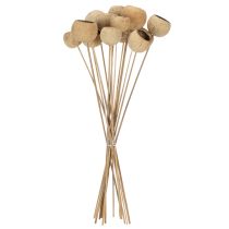 Prodotto Mix di funghi a campana su stelo, varietà esotiche naturali, 15 pezzi