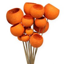 Bell Cup Mix su stecco Arancio 15pz