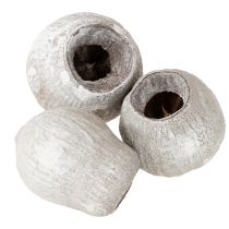 Prodotto Eucalyptus campanulati sbiancati 2cm - 5cm 500g