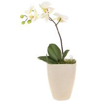 Prodotto Vaso per orchidee vaso da fiori in plastica beige screziato 13,5x13 cm H16,5 cm 4 pezzi