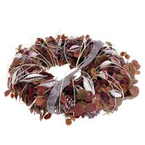 Prodotto Brachyciton more glassate 500g