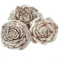 Prodotto Coni di cedro tagliati come rosa rosa di cedro 4-6 cm bianco/naturale 50 pezzi