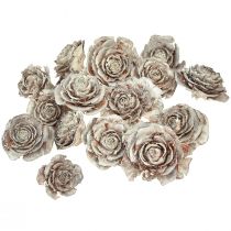 Prodotto Coni di cedro tagliati come rosa rosa di cedro 4-6 cm bianco/naturale 50 pezzi