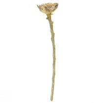 Prodotto Compacta Rosetta Proteen Verde Smerigliato Ø4-5,5cm 20 pz