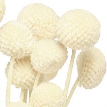 Prodotto Crema di bacchette essiccate Craspedia 45-55 cm 20 pz