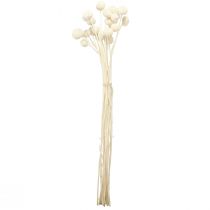 Prodotto Crema di bacchette essiccate Craspedia 45-55 cm 20 pz