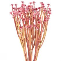 Prodotto Erba di curry Immortelle Rosa artificiale L28 cm 12 pezzi 1 mazzo