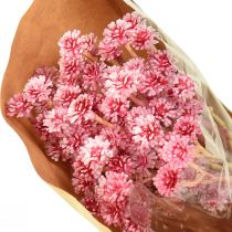 Prodotto Erba di curry Immortelle Rosa artificiale L28 cm 12 pezzi 1 mazzo