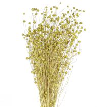 Prodotto Deco Lino Secchi Fiori Secchi Verde Oliva 50g