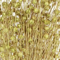 Prodotto Deco Lino Secchi Fiori Secchi Verde Oliva 50g