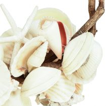 Prodotto Anello decorativo marittimo con lumache di mare e conchiglie - bianco naturale, Ø 25 cm - perfetto per decorazioni di ispirazione costiera