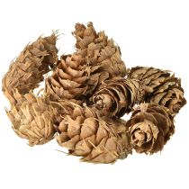 Prodotto Coni Douglas 1,3 kg