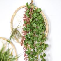 Prodotto Piante artificiali sospese Echeveria in verde L12cm L50cm