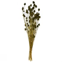 Prodotto Decorazione essiccata a forma di cardo fragola, verde oliva, Ø1–2cm, L55cm, 100g