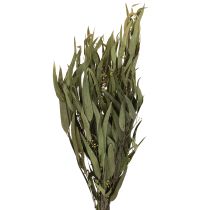 Prodotto Rami di eucalipto conservati Foglie verdi ovali 150g