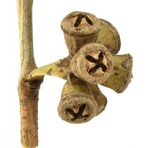 Prodotto Rami di eucalipto eucalipto esotico decorativo naturale 20-30 cm 25 pz